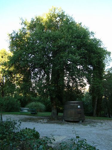 Agriturismo Il Villino Fonterutoli Exterior foto